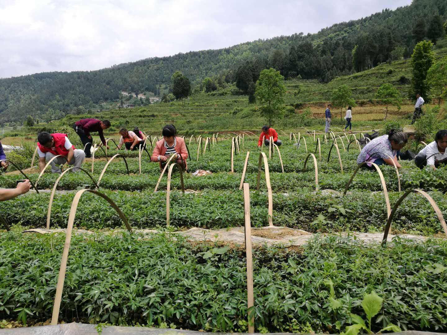 最新黄豆品种，种植、特性及应用前景