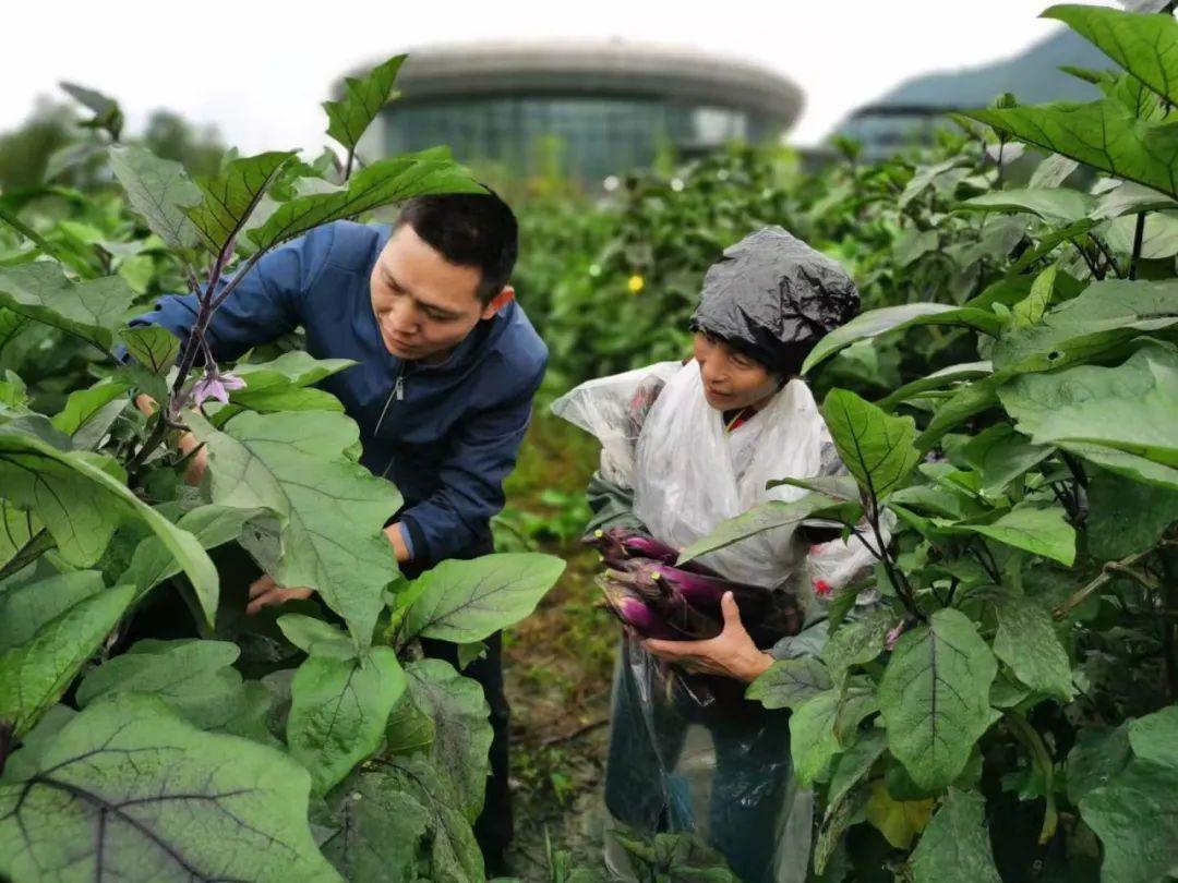 茄子最新网，引领农业科技的全新视界