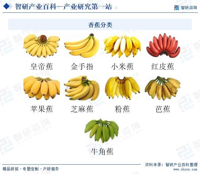 最新香蕉源，探索其起源、优势与发展趋势